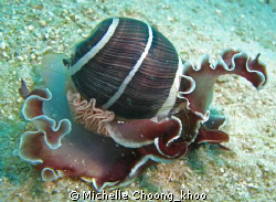 beautiful moon shell found in  Redang's murky highway , d... by Michelle Choong_khoo 